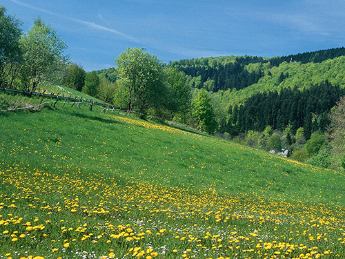 Wunderschöne, weite Wiese mit Sonnenblumen