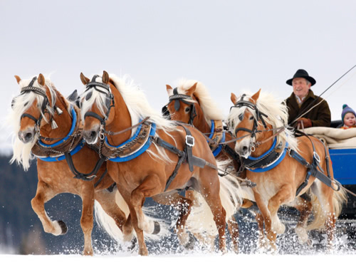 Schlittenfahrt mit Haflingern im Winter im Alläu