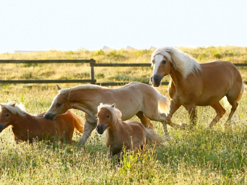 frei laufende Haflinger auf der Wiese bei Sonnenschein im Allgäu