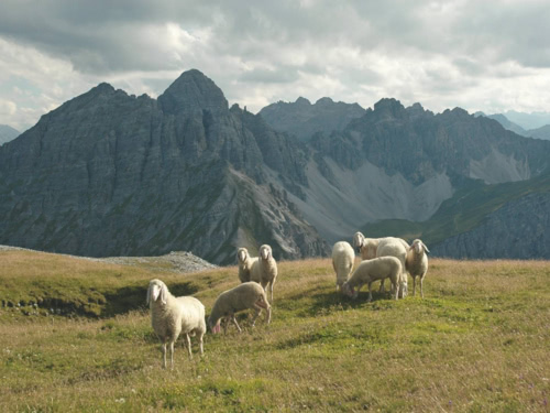 Bergwiese in Tirol mit Schaafen